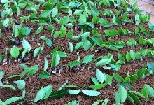 2017�q?月䆾油茶苗嫁接现场及(qi��ng)步骤